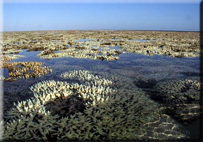 Bleached Coral on Heron Reef